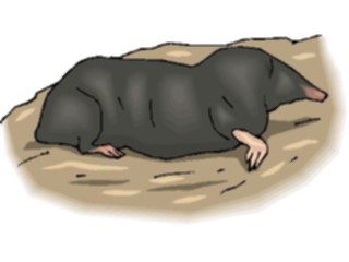 Sticker Custom Preview Image #024955 Animals Land Animals Mole4