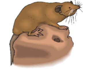 Sticker Custom Preview Image #024956 Animals Land Animals Mole5