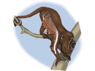 Sticker Custom Preview Image #024982 Animals Land Animals Monkey Howler2