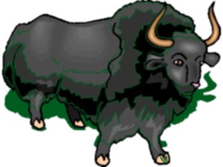 Sticker Custom Preview Image #025038 Animals Land Animals Musk Ox3