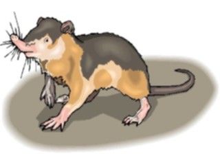 Sticker Custom Preview Image #025041 Animals Land Animals Muskrat2