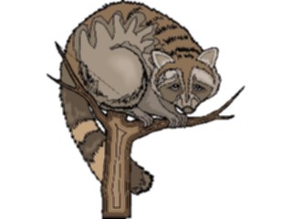 Sticker Custom Preview Image #025172 Animals Land Animals Racoon7