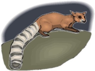 Sticker Custom Preview Image #025222 Animals Land Animals Ringtail Cat1