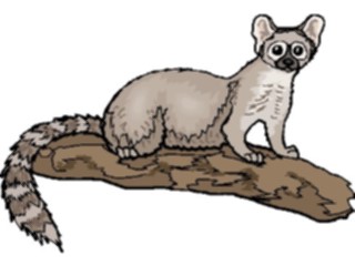 Sticker Custom Preview Image #025223 Animals Land Animals Ringtail Cat2