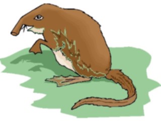 Sticker Custom Preview Image #025238 Animals Land Animals Shrew Long Nosed1