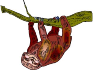 Sticker Custom Preview Image #025253 Animals Land Animals Sloth7