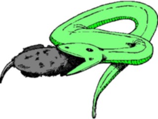 Sticker Custom Preview Image #025289 Animals Land Animals Snake Eating Mouse