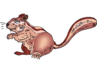 Sticker Custom Preview Image #025316 Animals Land Animals Squirrel20