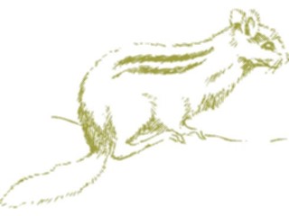 Sticker Custom Preview Image #025318 Animals Land Animals Squirrel22