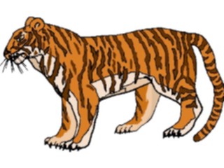Sticker Custom Preview Image #025350 Animals Land Animals Tiger14