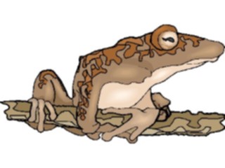 Sticker Custom Preview Image #025375 Animals Land Animals Tree Frog4