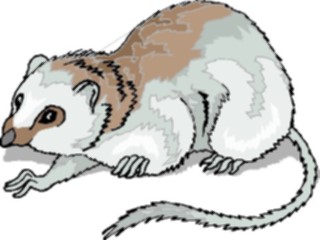 Sticker Custom Preview Image #025377 Animals Land Animals Tree Shrew