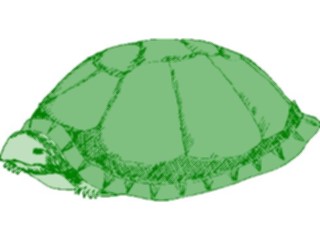 Sticker Custom Preview Image #025382 Animals Land Animals Turtle5