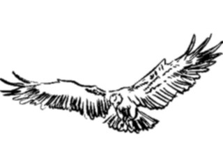 Sticker Custom Preview Image #025514 Animals Line Art Bird Flying20