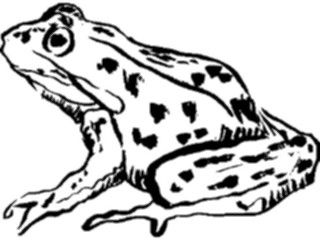 Sticker Custom Preview Image #025653 Animals Line Art Frog2