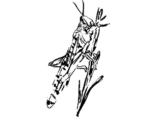 Sticker Custom Preview Image #025660 Animals Line Art Grasshopper