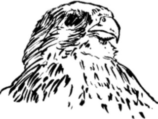 Sticker Custom Preview Image #025663 Animals Line Art Hawk3