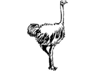 Sticker Custom Preview Image #025697 Animals Line Art Ostrich3