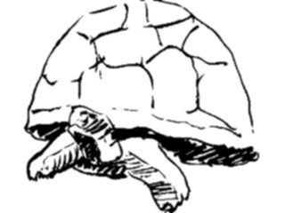 Sticker Custom Preview Image #025735 Animals Line Art Tortoise2