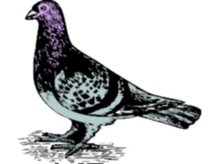 Sticker Custom Preview Image #026397 Antique Style Animals Pigeon