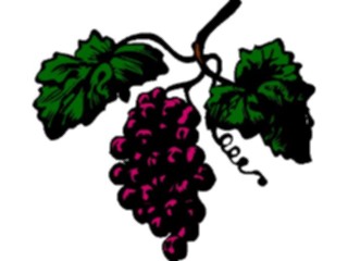 Sticker Custom Preview Image #026574 Antique Style Miscellaneous Grapes1