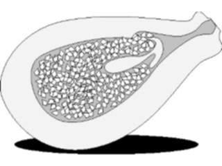 Sticker Custom Preview Image #064009 Food Drink Fruits Mango2