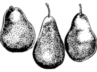 Sticker Custom Preview Image #064156 Food Drink Fruits Pears01