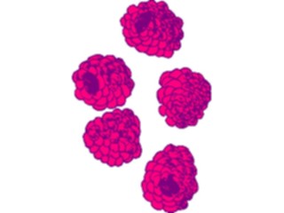 Sticker Custom Preview Image #064195 Food Drink Fruits Raspberries5