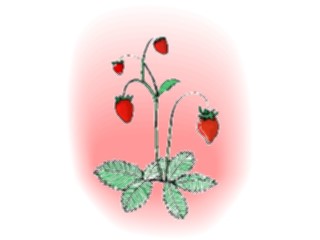 Sticker Custom Preview Image #064216 Food Drink Fruits Strawberries19