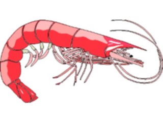 Sticker Custom Preview Image #064821 Food Drink Seafood Shrimp12