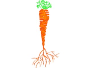 Sticker Custom Preview Image #065099 Food Drink Veggies Carrot18