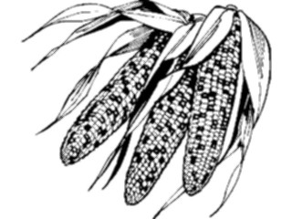 Sticker Custom Preview Image #065230 Food Drink Veggies Corn Indian