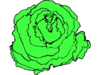 Sticker Custom Preview Image #065294 Food Drink Veggies Lettuce6