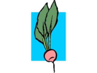 Sticker Custom Preview Image #065462 Food Drink Veggies Radish01