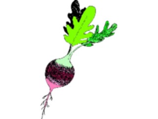 Sticker Custom Preview Image #065466 Food Drink Veggies Radish05