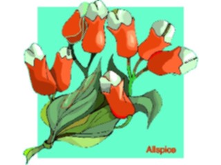 Sticker Custom Preview Image #103055 Plants Flowers Flowers Allspice