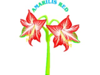 Sticker Custom Preview Image #103057 Plants Flowers Flowers Amarilis Red