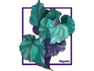 Sticker Custom Preview Image #103071 Plants Flowers Flowers Begonia2