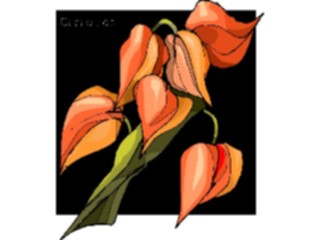 Sticker Custom Preview Image #103102 Plants Flowers Flowers Cacao Tree