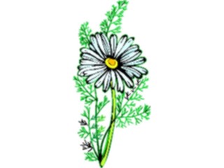 Sticker Custom Preview Image #103113 Plants Flowers Flowers Camomile5