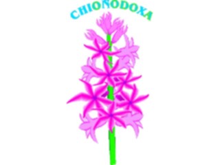 Sticker Custom Preview Image #103133 Plants Flowers Flowers Chionodoxa