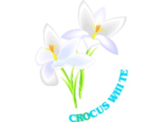 Sticker Custom Preview Image #103159 Plants Flowers Flowers Crocus White