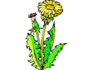 Sticker Custom Preview Image #103184 Plants Flowers Flowers Dandelion04