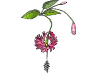 Sticker Custom Preview Image #103527 Plants Flowers Flowers Flower317