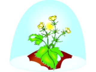 Sticker Custom Preview Image #103566 Plants Flowers Flowers Flower356