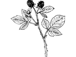 Sticker Custom Preview Image #104105 Plants Flowers Flowers Flowers021