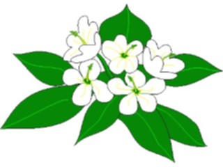 Sticker Custom Preview Image #104121 Plants Flowers Flowers Flowers037