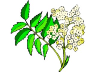 Sticker Custom Preview Image #104296 Plants Flowers Flowers Flowers212