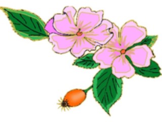 Sticker Custom Preview Image #104318 Plants Flowers Flowers Flowers234