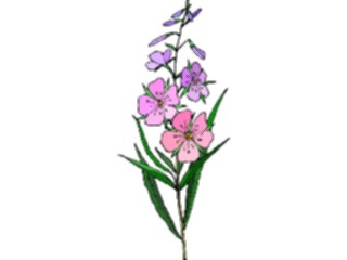 Sticker Custom Preview Image #104388 Plants Flowers Flowers Flowers304